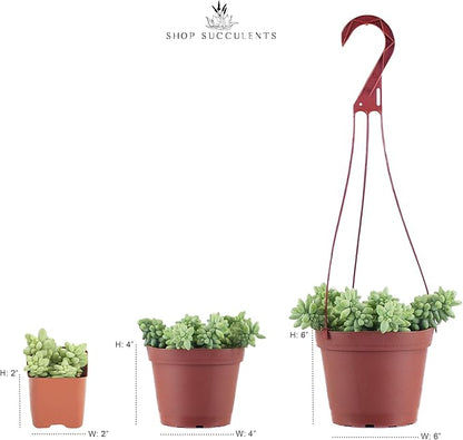 Shop Succulents Pastel Succulent Plant Pack Collection - Live Mini Succulent Plants, Low Maintenance, Bright & Serene Colors & Textures - Wedding and Party Favors, Gift & Garden, Pack of 5
