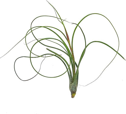 ragnaroc Live Air Plants - Tillandsia Butzii, Jumbo 7-9" - 3ct - Live Arrival Guaranteed - House Plants for Home Decor & Gift