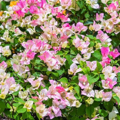 Set 2 Pink White Bougainvillea Plants Live, 5-8" Perennial Colorful Bougainvillea Plant for Outdoor Garden, Patio, Well Rooted