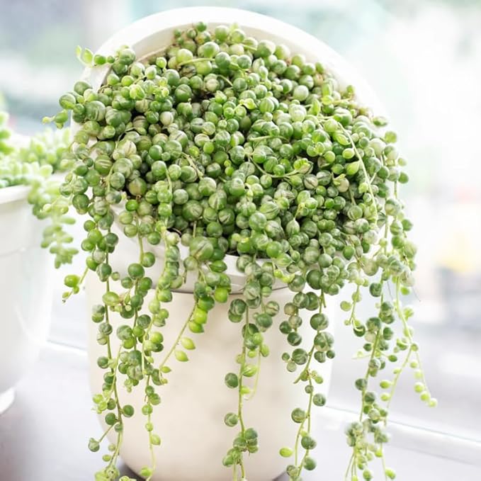 Variegated String of Pearls Live Plant, in Pot, Trailing Succulent Plant, Hanging Vine Live Indoor Houseplant