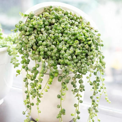 Variegated String of Pearls Live Plant, in Pot, Trailing Succulent Plant, Hanging Vine Live Indoor Houseplant