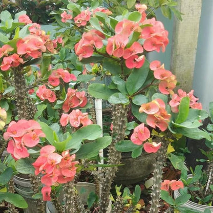 Pink Salmon Crown of Thorns Plant, 5-8" Euphorbia Milii Plant, Crown of Thorns Plants Live for Planting Outdoors Indoors, Well Rooted, No Pot