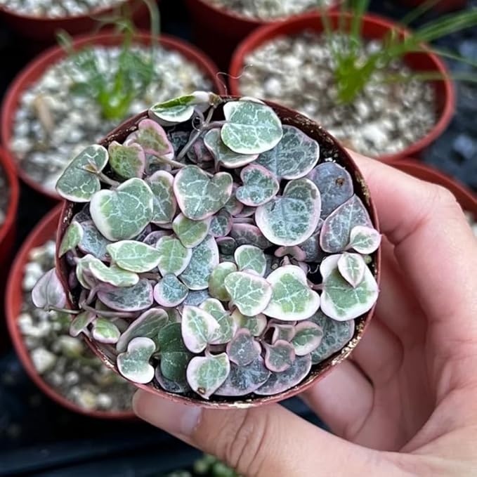 Ceropegia Woodii Variegated String of Hearts Plant Live, Rare Succulent Trailing Vine in Pot, Indoor Houseplant