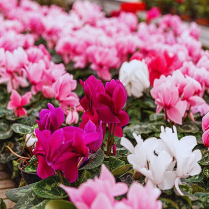 2 Pink Cyclamen Plants Live, Live Cyclamen Flower Plant, 4 Inc Pot