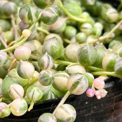 Variegated String of Pearls Plant, Live Succulent Vine in Pot, Rare Indoor Houseplant (4 Inch Pot)