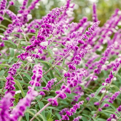 2 Vibrant Sage Salvia Live Plants, Fragrant Perennial Sage Plants Live for Spring Planting, Summer Planting, 5 to 10 Inches in Tall, (Mexican)