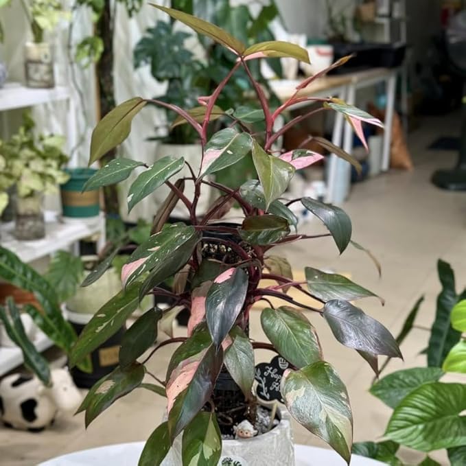 Philodendron Pink Princess Plants | Pink Princess Plant Live Houseplant in 4” Inch Pot | Easy-Care Indoor Plant for Shelves, Desks & Modern Spaces