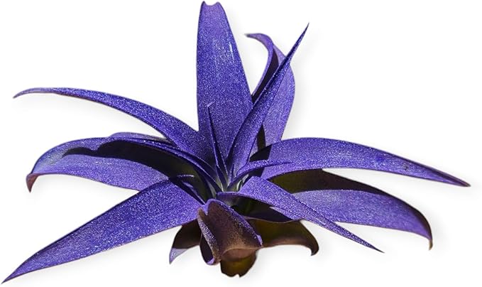 Giant Rainforest Grown Capitata Purple Enhanced Air Plant - Live Tillandsia - 5 to 8 inches - 30 Day Guarantee