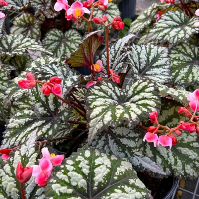 2 Begonia Live Plants Outdoor, Angel Wing Begonia Maculata Plants Live, 5-9" Tall, Ornamental Foliage Houseplant for Home or Office (Summer)
