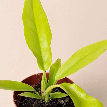 Philodendron Golden Ring of Fire Live Plant for Indoor | Different Houseplants in 4'' & 6'' Pot | Real House Plant for Living Room, Office, Desk & Bathroom | Golden Saw