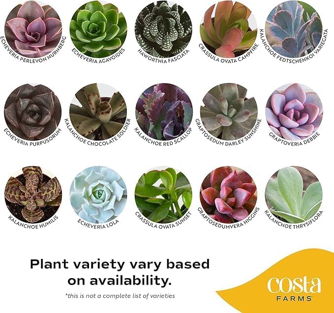 Costa Farms Mini Succulent Live Plants in Decorative Pots, Easy to Maintain Indoor Succulents, Houseplants for Home or Office Decor, House Warming or Party Favors, 2-3.5 Inches Tall, Pack of 24