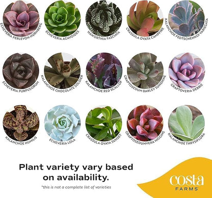 Costa Farms Mini Succulent Live Plants in Decorative Pots, Easy to Maintain Indoor Succulents, Houseplants for Home or Office Decor, House Warming or Party Favors, 2-3.5 Inches Tall, Pack of 24