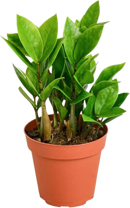 ZZ Plant 3/4/6/8" - Zamioculcas Zamiifolia Raven Plant- Indoor Easy Care House Plant - Live Plant (6" Pre-Potted in Self-Watering Pot)