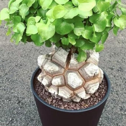 Starter Elephant's Foot Caudex Exotic Plant Live, Rare Houseplants in 3" Pot, Perennial Vine Live Plants Indoor Outdoor Ornamental and Planting
