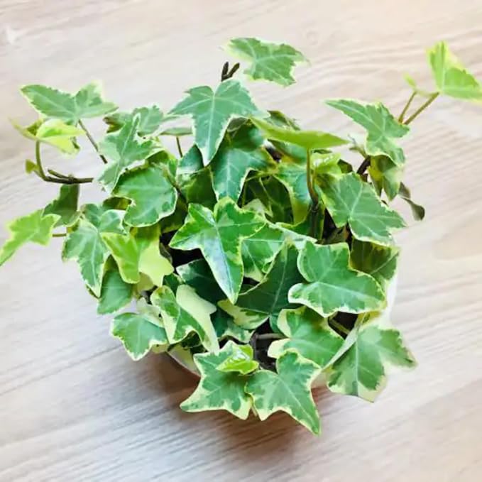 Variegated Ivy Plant, 6 Inch Pot, Hardy English Ivy Groundcover Houseplant