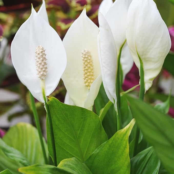 Peace Lily Plant Indoor Live, Well Rooted Peace Lily House Plant, White Flower, Plant Peace Lily Houseplant (Regular)