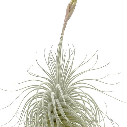 ragnaroc Live air Plant - Tillandsia Tectorum Air Plant 4-6" – 2ct – Unique Shape with Silvery Fuzz – Low Maintenance Houseplant – Perfect for Decor, Terrariums, Gifts - Live Arrival Guaranteed