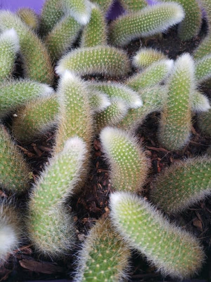 Rare Monkey Tail Cactus Live Plant, Potted Starter Live Cactus Monleys Tail, Succulents Plants Monkey Tails in 2" Pot
