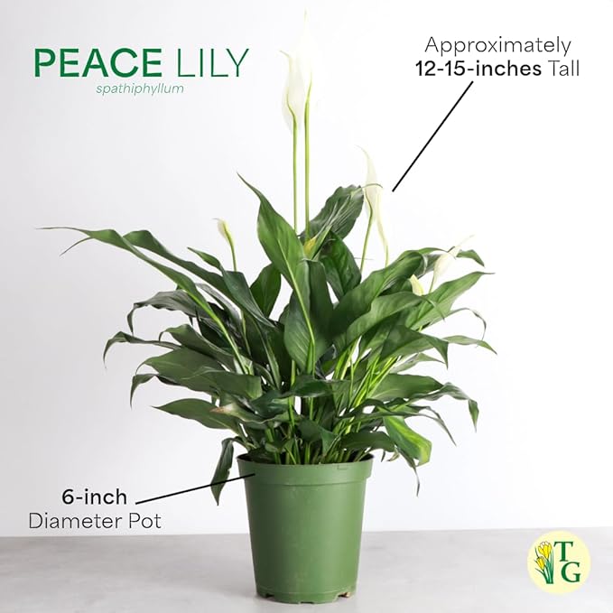 Thorsen's Greenhouse Live Peace Lily Plant, Spathyphylum, Low Light, Easy to Grow, Natural Air Purifier Live Indoor Plant, 4-6" Diameter Pot (Sage, 6-inch Pot)