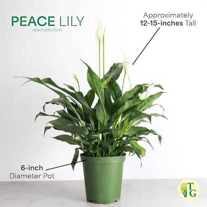 Thorsen's Greenhouse Live Peace Lily Plant, Spathyphylum, Low Light, Easy to Grow, Natural Air Purifier Live Indoor Plant, 4-6" Diameter Pot (Sage, 6-inch Pot)