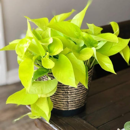 American Plant Exchange Neon Pothos – Live 6-Inch Potted Climbing Vine, Easy-Care Air Purifying Houseplant, Fast-Growing Indoor Plant for Home, Office, Bedroom, Living Room & Indoor Jungle Décor