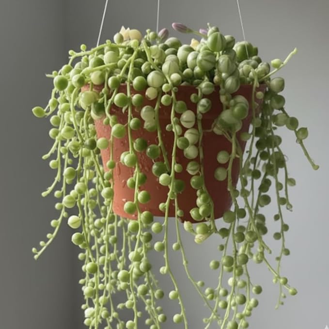 Succulents Variegated String of Pearls Plant Live, Rare Succulent Variegated Plant Rooted in 4 Inch Pot, Hanging Basket House Plant, Zones 9-12