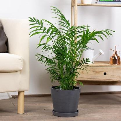 Seeds Parlor Palm Neanthe Bella Palm Chamaedorea Rare Perennial Tree