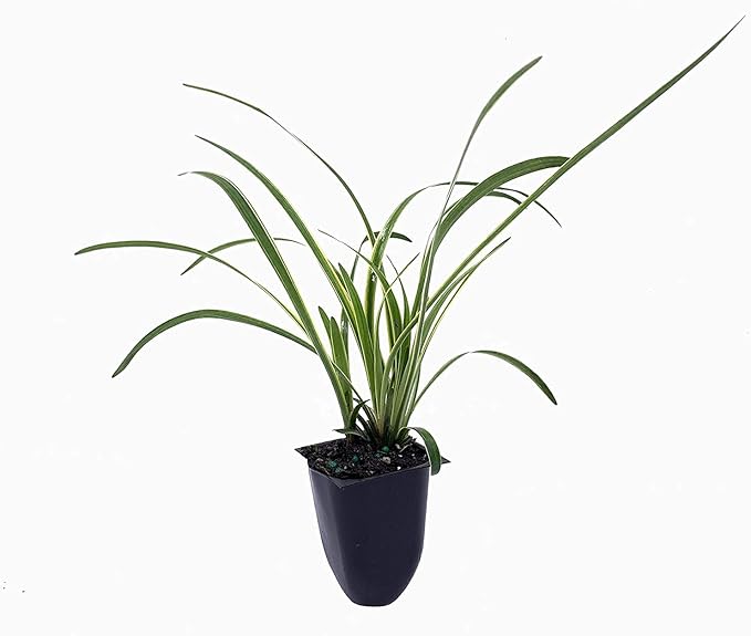 Variegated Liriope | 30 Live Plants | Liriope Muscari Variegata | Ornamental Ground Cover Plants | Evergreen Foliage