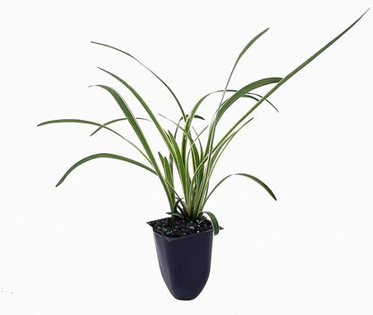 Variegated Liriope | 10 Live Plants | Liriope Muscari Variegata | Ornamental Ground Cover Plants | Evergreen Foliage