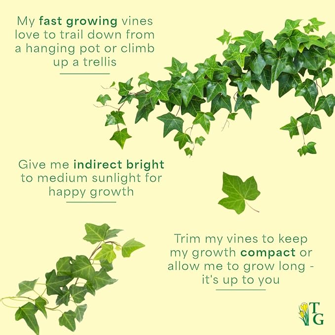 Thorsen's Greenhouse Live Green English Ivy Plant, Hedera Helix, Natural Air Purifier, Easy to Grow, Live Indoor Houseplant, (Chocolate - 6" Pot)