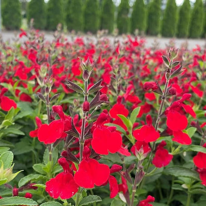 2 Vibrant Sage Salvia Live Plants, Fragrant Perennial Sage Plants Live for Spring Planting, Summer Planting, 5 to 10 Inches in Tall, (Hot Lips)