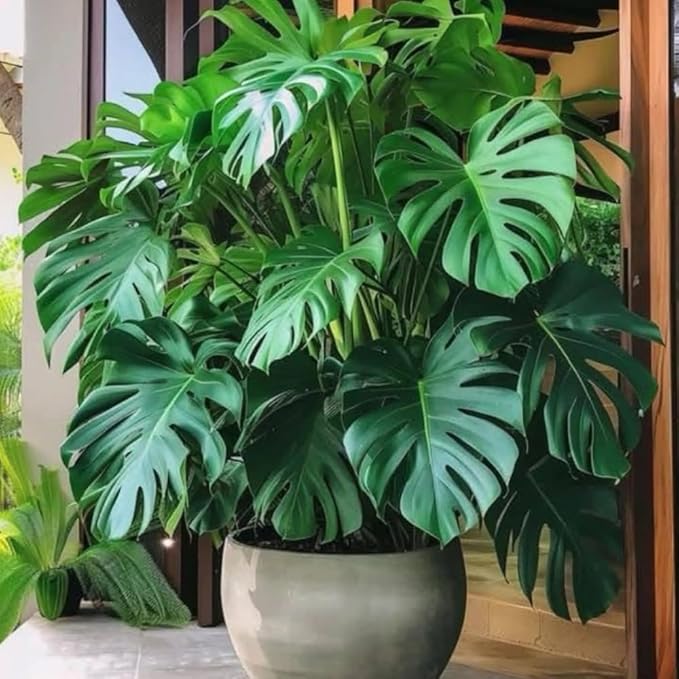 Live Monstera Deliciosa Plant, Swiss Cheese Philodendron House Plants, 4 Inch Pot for Planting
