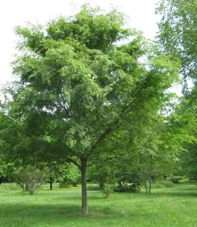 Chinese (Lacebark) Elm Tree - 10-16" Tall Live Plant - Quart Pot - Fast Growing Bonsai Tree - Ulmus parvifolia