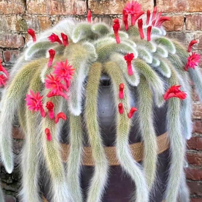 Rare Monkey Tail Cactus Live Plant, Trailing Cactus, Hanging Succulent for Planting, in 2" Pot