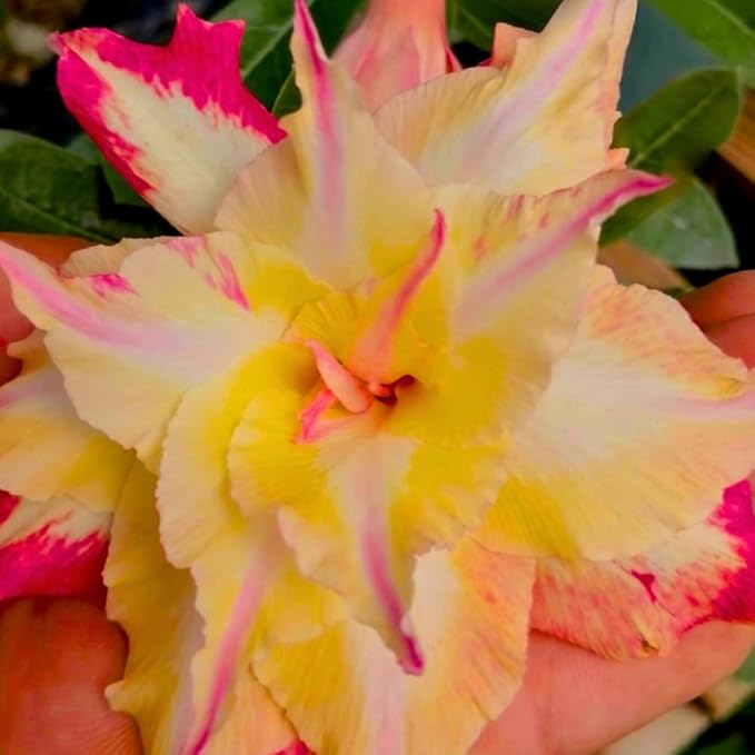 BubbleBlooms Desert Rose Fire Bird in a 4 inch Pot Extremely Rare Flower