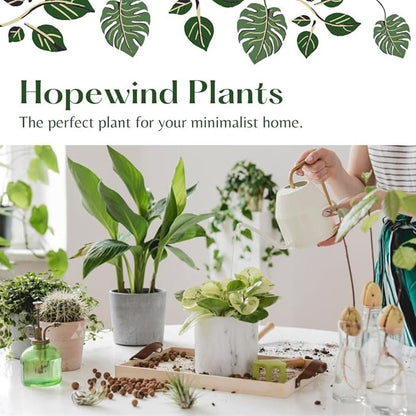 Live Plants Stromanthe Triostar, Tricolor Prayer Plant, 12-16" Tall, houseplant, Gorgeous Live Indoor Live Plant, Easy to Care, Rare Plant, 4 inch Pot