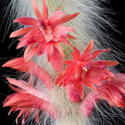 Monkey Tail Cactus Live Plant, 2 Inch Pot, Monkey Tail Cactus Succulent Plants Live Potted