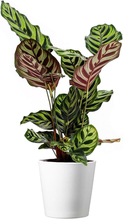 American Plant Exchange Live Calathea Makoyana – 6-Inch with Pot Cover – Pet-Friendly Tropical Houseplant with Patterned Leaves for Low Light Homes, Offices & Indoor Plant Décor