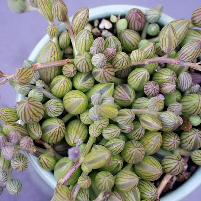 String of Watermelon Live Plants, Easy Indoor Trailing Succulent in 4" Pot, Hanging Succulent Houseplant Indoor Outdoor Planting