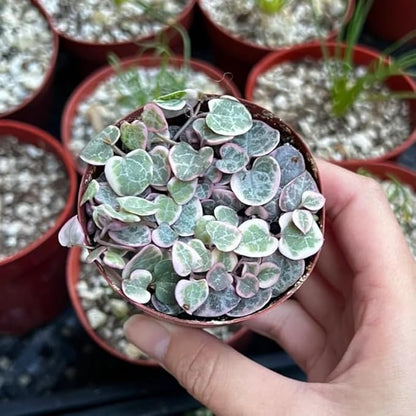 Ceropegia Woodii Variegated String of Hearts Live Plant, Rare Trailing Succulent Vine in 2.5" Pot, Indoor Hanging Plant