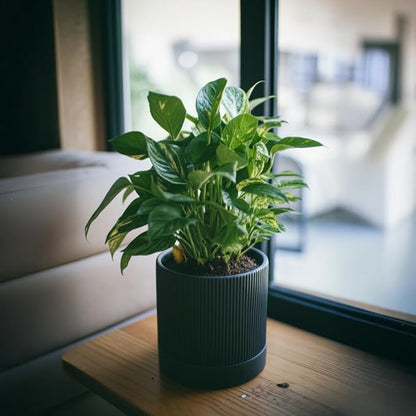 6 Inch Ceramic Plant Pot with Drainage & Saucer - Indoor Planter for Succulents, Cacti & Aloe Vera - Striped Design, High-Temp Fired Clay, Lightweight Modern Decor