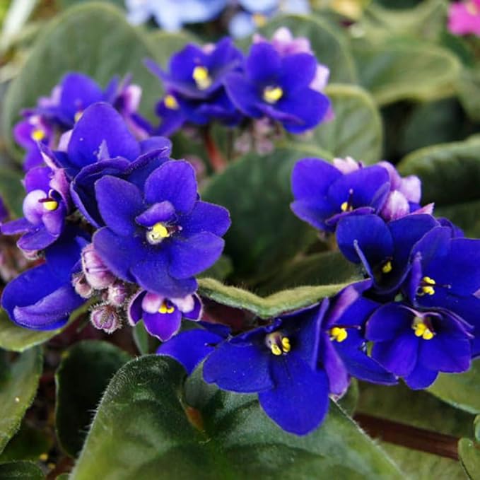 African Violets Live Plants, African Violet Plant Live House Plants, 4 Inc Potted, 4 to 6 Inc Long (Blue)