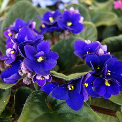African Violets Live Plants, African Violet Plant Live House Plants, 4 Inc Potted, 4 to 6 Inc Long (Blue)