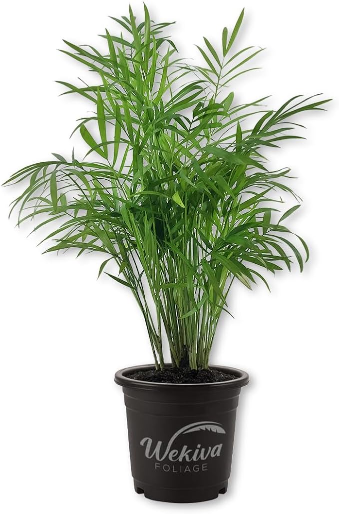 Neanthe Bella Parlor Palm - Live Plant in a 4 Inch Pot - Chamaedorea Elegans - Beautiful Clean Air Indoor Houseplant