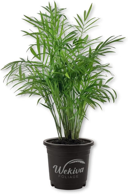Neanthe Bella Parlor Palm - Live Plant in a 4 Inch Pot - Chamaedorea Elegans - Beautiful Clean Air Indoor Houseplant