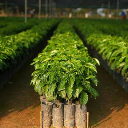 Live Arabica Coffee Plant in 6 Inch Pot| Suitable for Indoors or Patio | Tropical Houseplant for Beginners