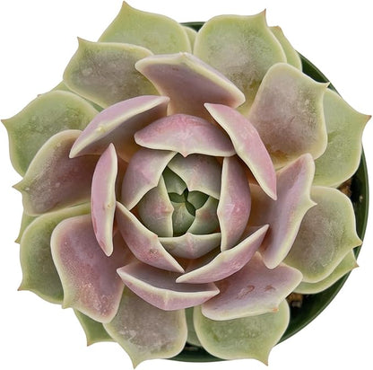 Live Succulent Plants Echeveria 'Lola', Rare Succulents Fully Rooted in 4" Pots with Soil, Easy-Care House Plant, with Heat Pack for Winter Shipping