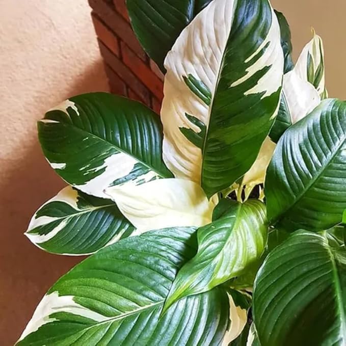 Set 2 Variegated Peace Lily Plants Indoor Live Plant, White Lily Flower Plant Live for Houseplant, 4 to 8 Inc Lily Plant for Indoor Outdoor Planting