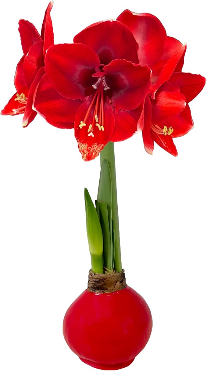 Waxed Amaryllis Bulb - Red Wax Red Blooms, No Water Needed, Extra-Large Indoor Winter Flower, New Years, Galentine & Valentine Holiday Gift