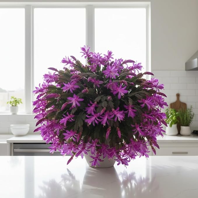 Christmas Cactus Live Plant 4 inch Pot, Christmas Flower Plant, Flower Succulents Plants, Holiday Christmas Cactus for Planting (Purple Christmas Cactus)